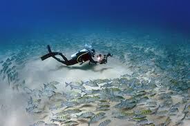 Discovering the World's Most Underrated Scuba Diving Destinations